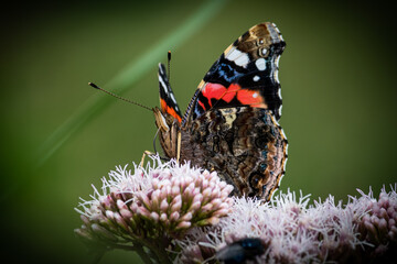 butterfly on flower