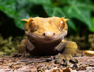 gecko