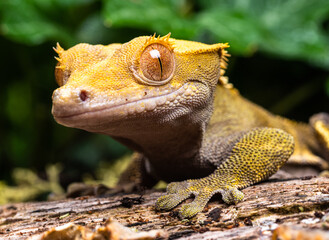 close up of a lizard