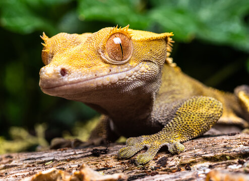 close up of a lizard