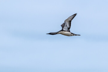 Red-throated Loon (Gavia stellata) in Barents Sea coastal area, Russia