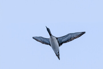 Red-throated Loon (Gavia stellata) in Barents Sea coastal area, Russia