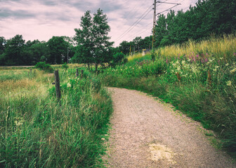 Horizontal composition of pathway with green grass and fresh flowers in gothenburg sweden