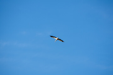 Fototapeta premium one stork flying in the blue sky, independence, freedom of choice, movement and action
