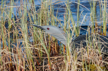 Red-throated Loon (Gavia stellata) at nest in Barents Sea coastal area, Russia