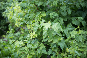 Green leaves of the currant bush without berries