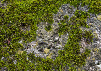 Horizontal cloze-up picture of moss growing on the stone. Green and grey texture or background. Natural pattern 