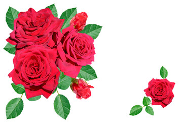 Collage of red rose flowers and green leaves isolated on white background 