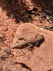 Desert Lizard
