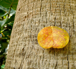 A colorful leaf on a palm tree trunk. Angled perspective view.