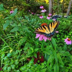 butterfly on flower