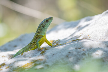 Naklejka na ściany i meble European green lizard - Lacerta viridis