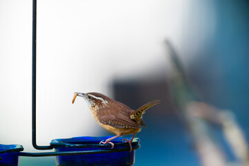 Carolina Wren