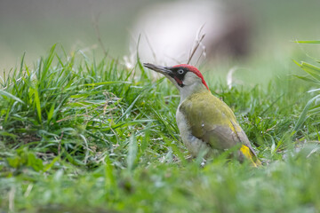 Green woodpecker - Picus viridis