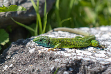 Naklejka na ściany i meble Green lizard Lacerta viridis at Lake Kerkini