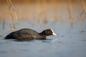 Coot - Fulica atra