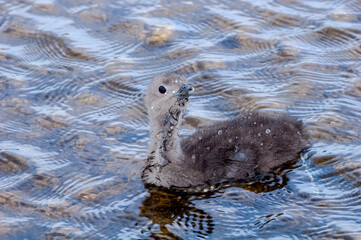 Red-throated Loon (Gavia stellata) chick in Barents Sea coastal area, Russia