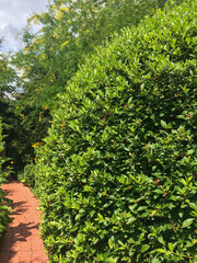 trimmed trees by the track