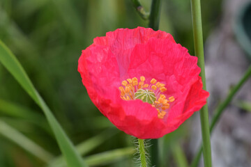 Pink Poppy Yellow Anthers