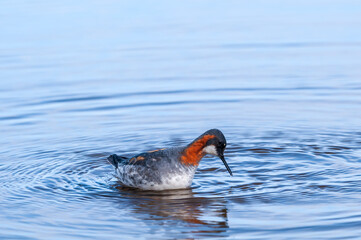 Red-necked Phalarope (Phalaropus lobatus) female in Barents Sea coastal area, Russia