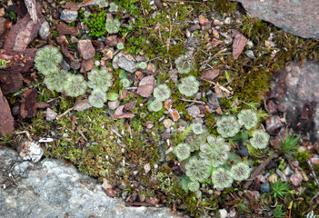 Marchantia. Mosses in nature. North Karelia. Russia