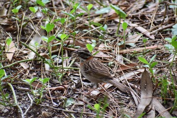 gorrion
animal
naturaleza