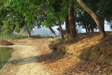 Fototapeta premium nature