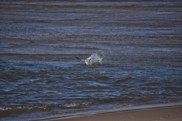 gaviota
mar
playa
pesca
vuelo
ave
pajaro