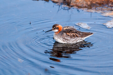 Red-necked Phalarope (Phalaropus lobatus) male in Barents Sea coastal area, Russia