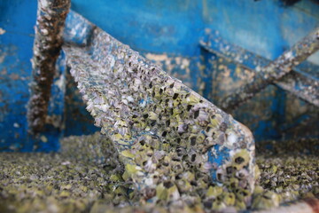 Naklejka premium Many shellfish remains attached to the blue iron