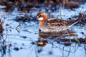 Red-necked Phalarope (Phalaropus lobatus) male in Barents Sea coastal area, Russia