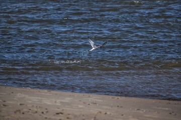 gaviota
mar
playa
pesca
vuelo
ave
pajaro