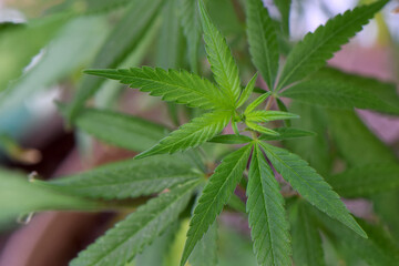 Gelato Cannabis leaf 04