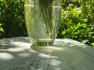 glass of water on green grass