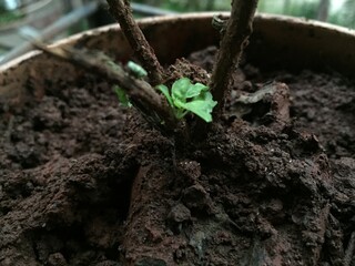 seedling in soil