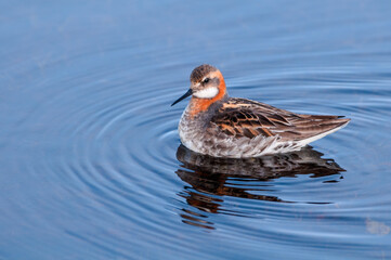 Red-necked Phalarope (Phalaropus lobatus) male in Barents Sea coastal area, Russia