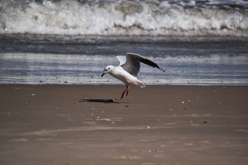 gaviota
mar
playa
pesca
vuelo
ave
pajaro