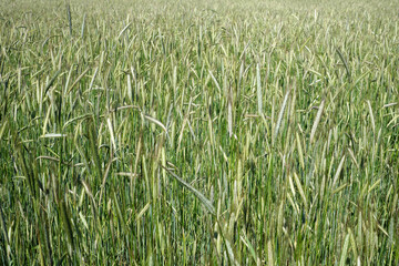 Getreidefeld Roggen im Frühsommer - Stockfoto