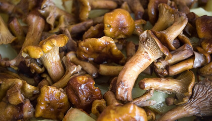 Chanterelles mushrooms finished dish, selective focus.