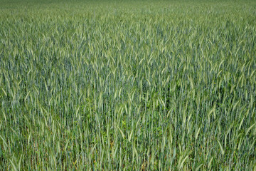 Getreidefeld Roggen im Frühsommer - Stockfoto