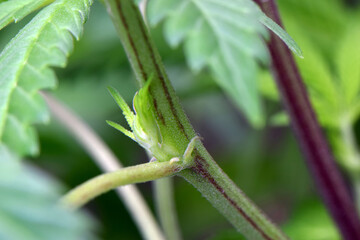 Cherry Punch Cannabis Stem Sprout 01