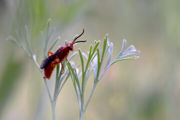 Orange Ichneumon Wasp 02