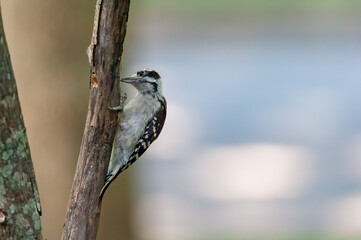 Male Downy Woodpecker