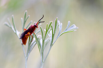 Orange Wasp on Poppy 02