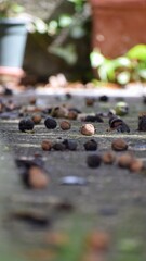 nueces