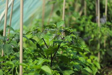 Hot Chili Peppers in Greenhouse