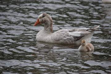 Greylag Goose with Gosling 01