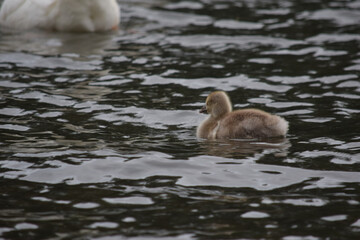 Greylag Gosling 02