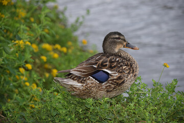 Mallard Female 02