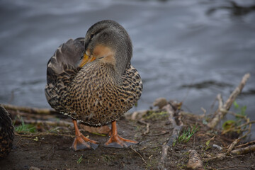 Mallard Female 03